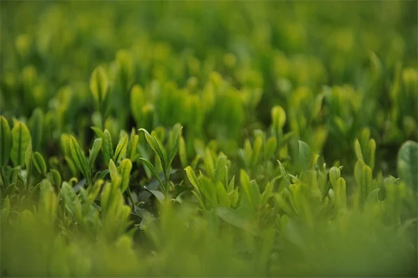 【実体験】カクテルガーデンを鉢植えで始める7つのコツ