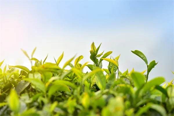 レモンの木の4月の手入れ：5つのタスクで実を守ろう