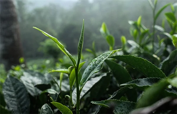 アロエドレンチで観葉植物を元気にする方法！自宅で10分で作る簡単レシピ